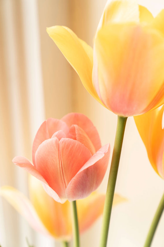files/easter_stitch_by_stitch_1.jpg