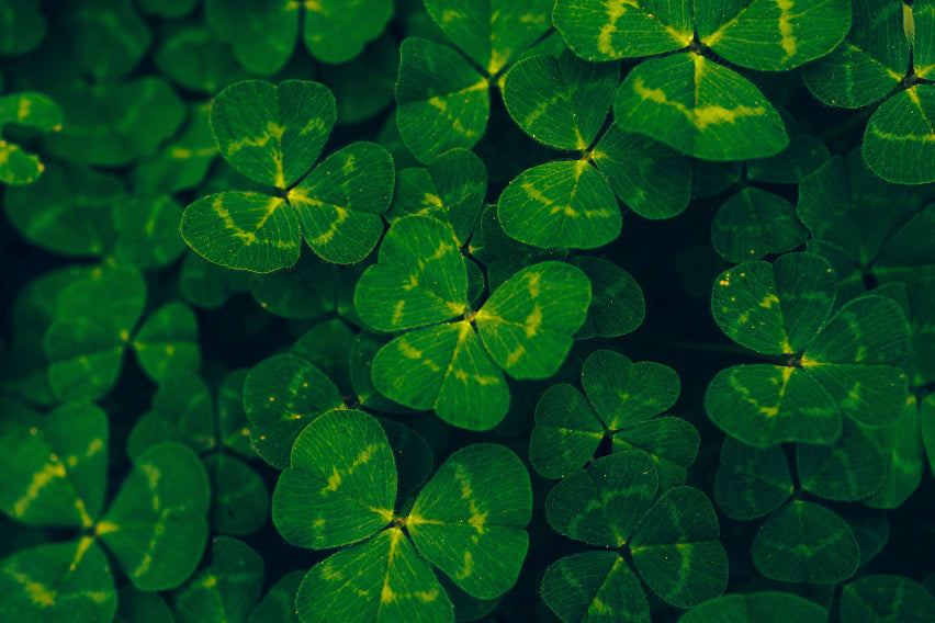 files/saint_patricks_day_stitch_by_stitch_1.jpg